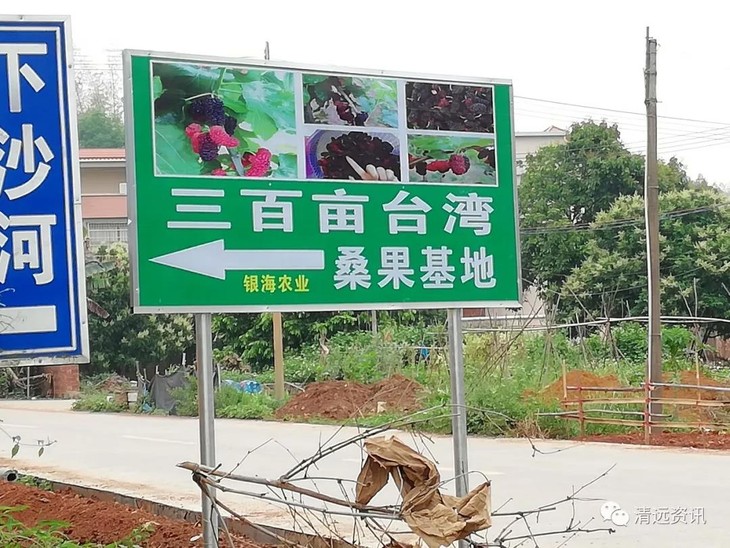 龙塘银海农业采摘园门票9.9元/张,桑果现采任吃