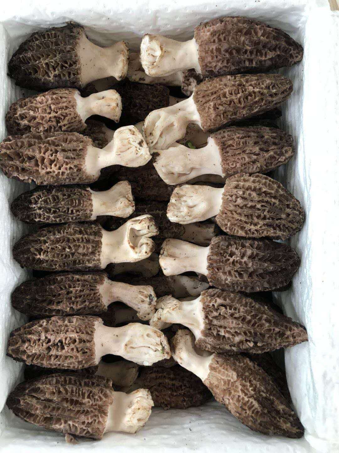 鲜羊肚菌(1000克)