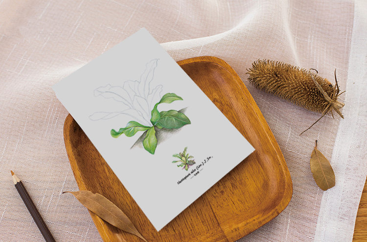 "绘事无界·叶间舞"系列明信片