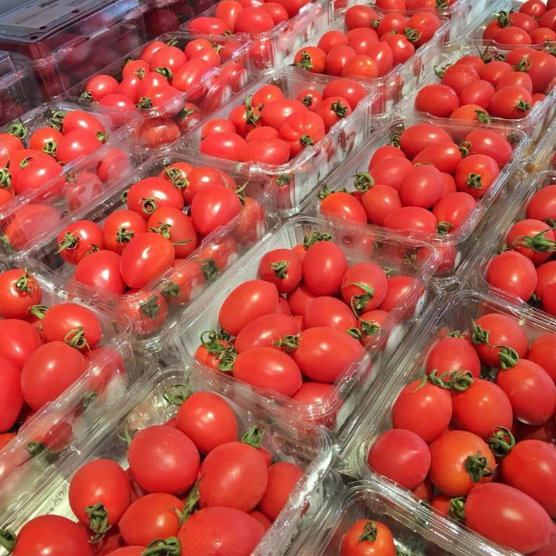 【限成都配送】高原有机小番茄不催熟 皮薄肉甜汁多500g/盒