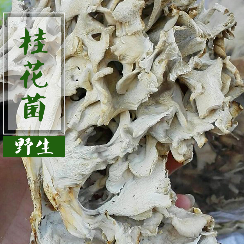 【野生桂花菌 猴头菇 木耳 黄牛肝菌】100克