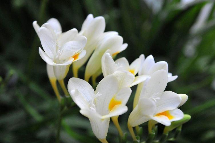 商品详情 宜花                         宜花是一家鲜花供应链公司