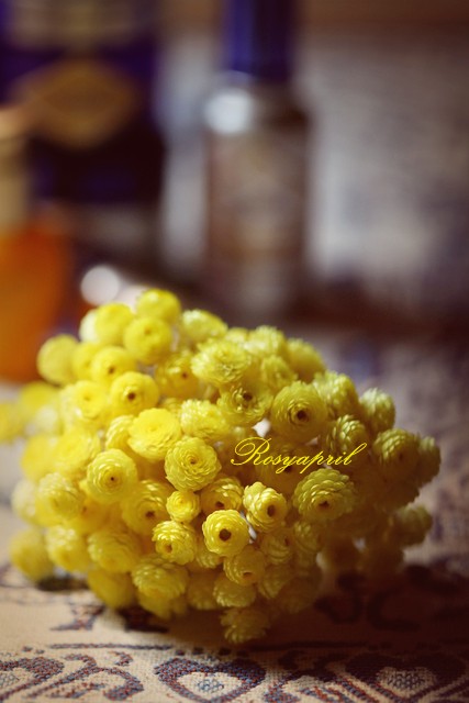 意大利永久花纯露(预售)