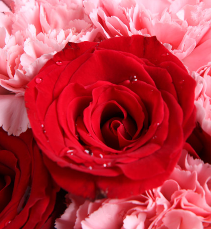 你的笑靥康乃馨玫瑰共22枝13枝粉康乃馨9枝红玫瑰周边搭配适量绿叶