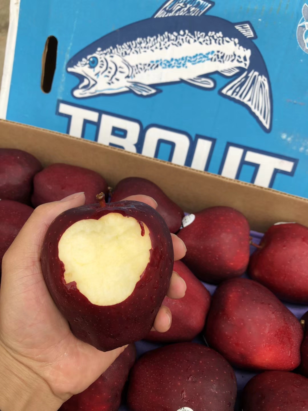 美国进口红蛇果 脆甜爽口 【20-22装/件】广西区包邮