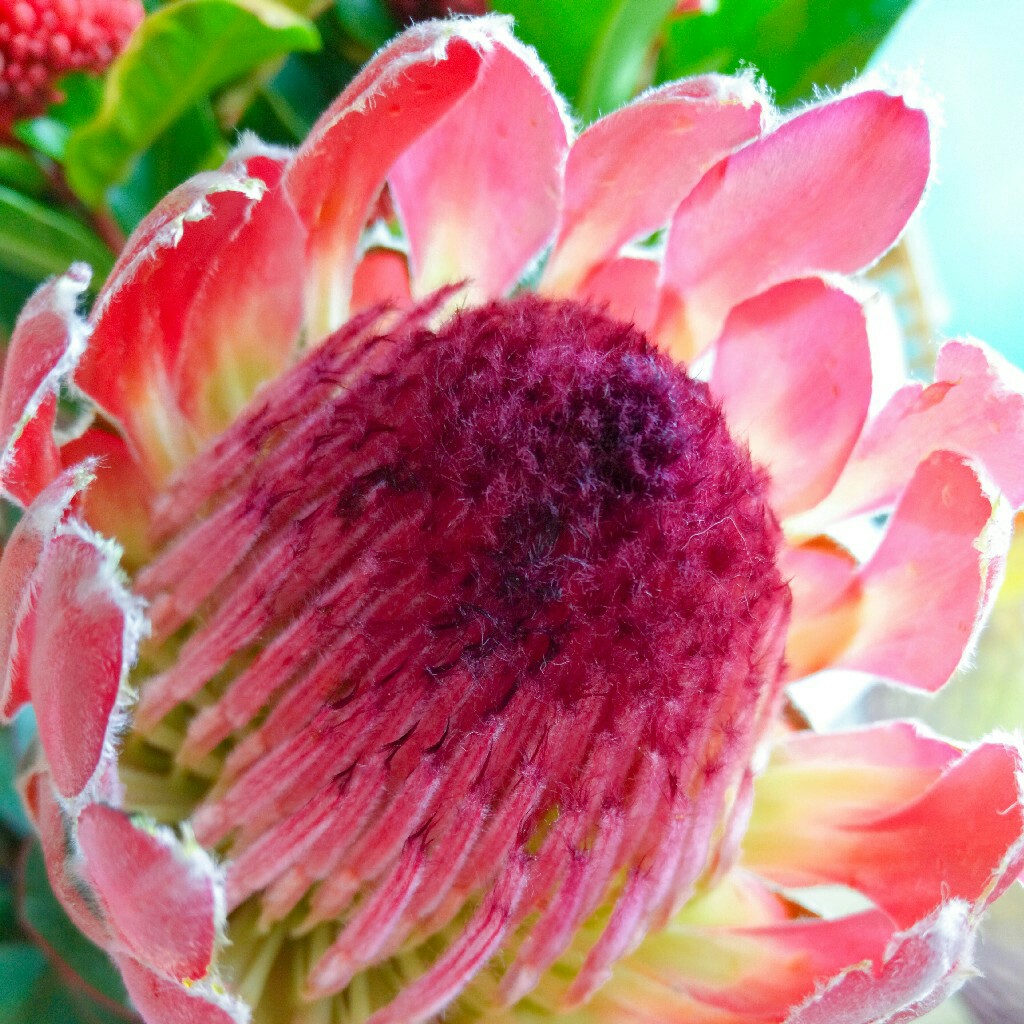 小公主凤羽,10枝/盒,枝条长60-70公分左右,枝条直,活动有数量限制,买