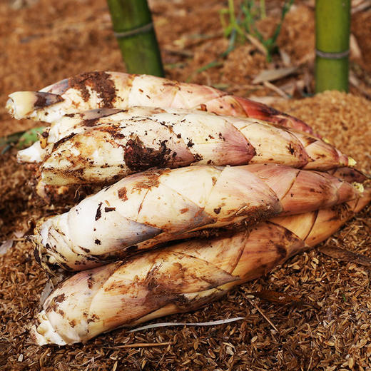 临安野生黄泥春笋上午采摘下午发货4斤装(4斤左右)