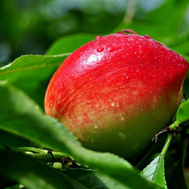 【预售】【一画农业】绿色无公害秦安特产 2018新鲜油桃 6斤包邮空运