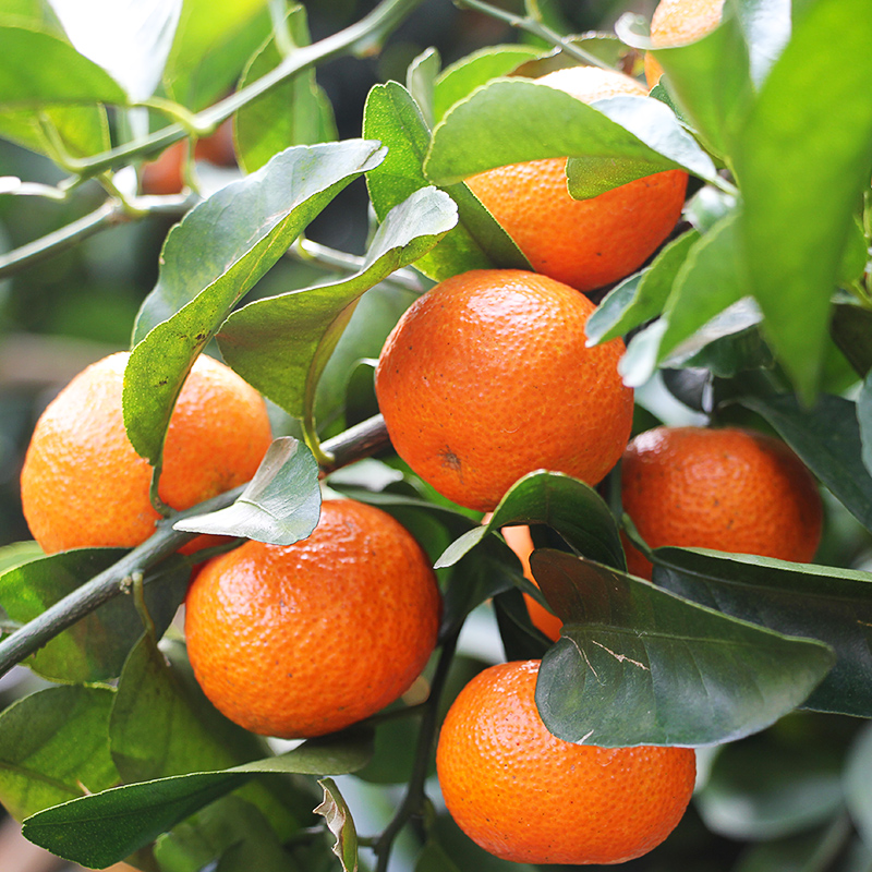 广东砂糖橘薄皮桔子5斤