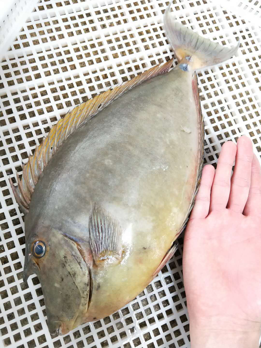 福建省内满200包邮,省外补运费差价