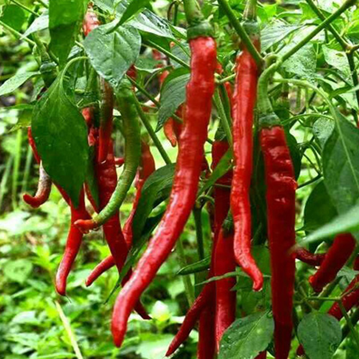 遵义 湄潭【洞藏糟辣椒】900g/1500g(瓶)包邮 厨房必备 色香味俱全