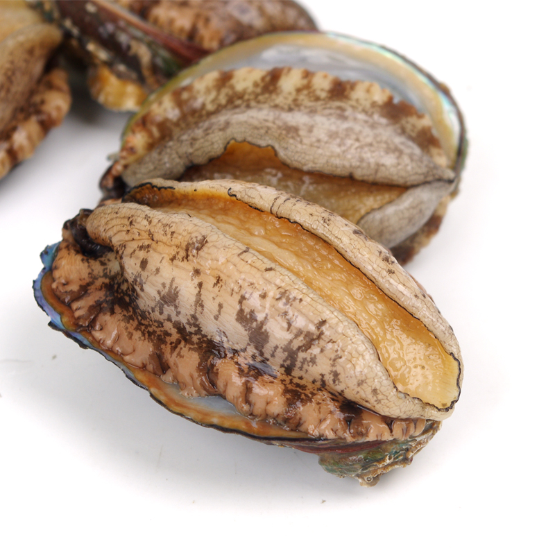 {鲜活}大连深海活鲍鱼5只(可代为处理干净)