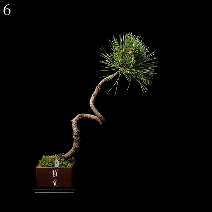 植觉 孤品 文人树 文人黑松盆景