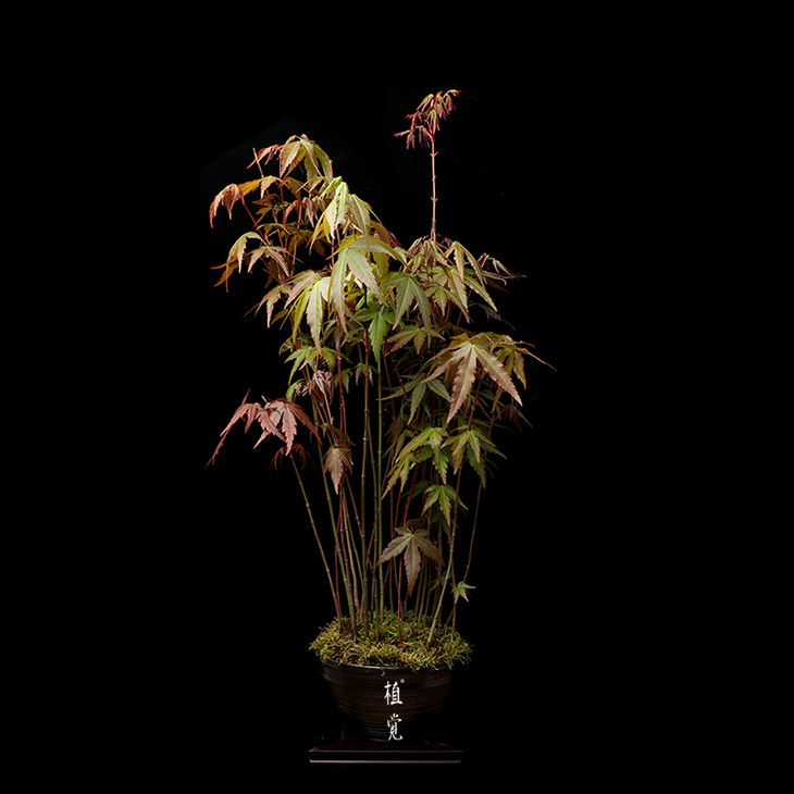 植觉 孤品 丛生鸡爪槭 - 植觉先生