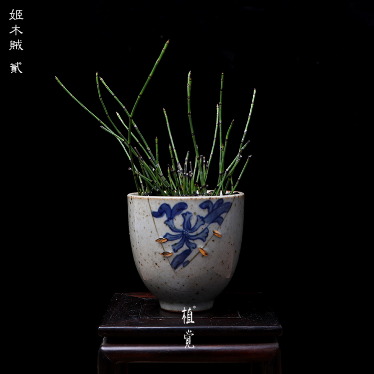 植觉intuition 山野草 姬木贼 室内盆栽