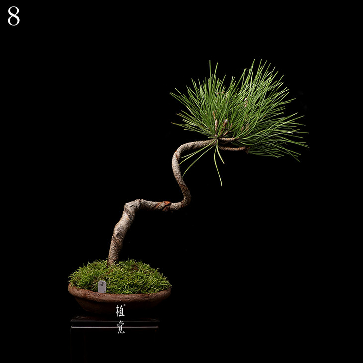 植觉 孤品 文人树 文人黑松盆景