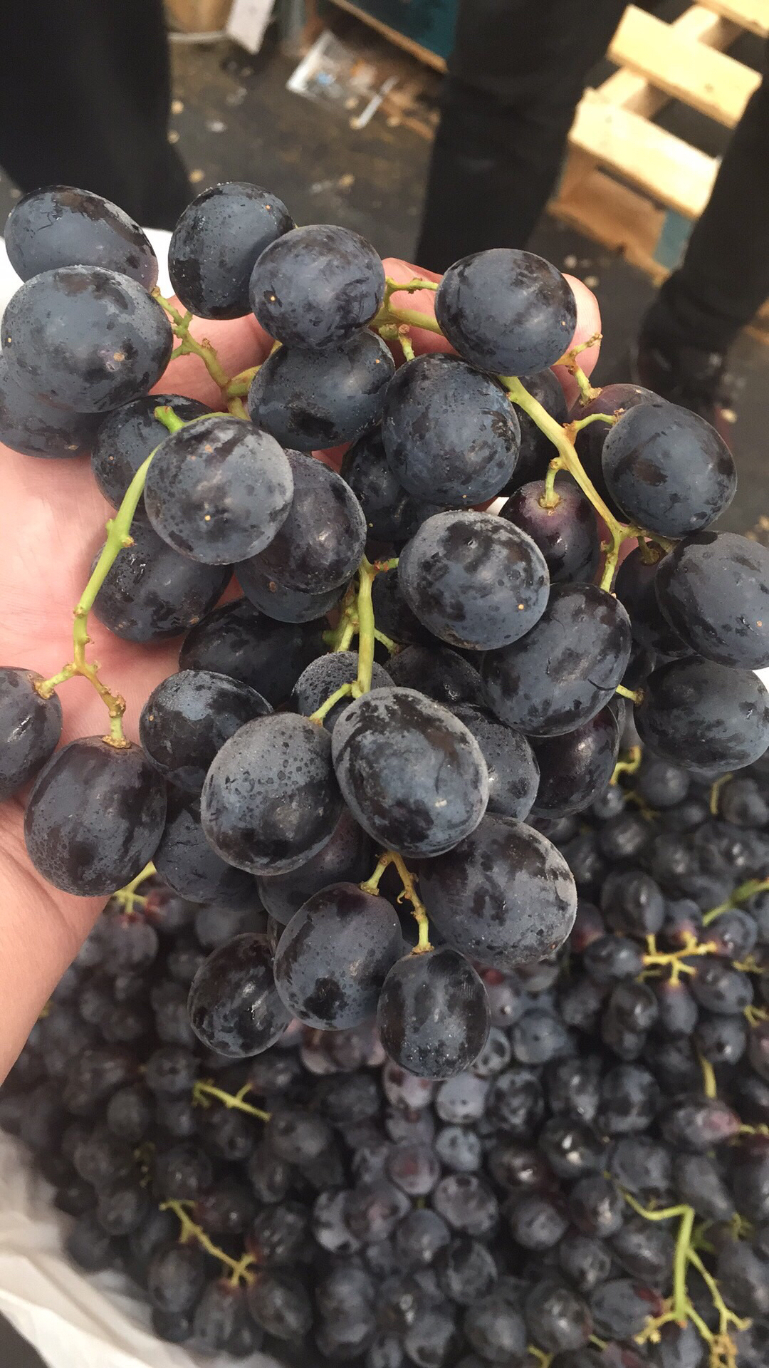 澳洲无籽黑提(甜脆)