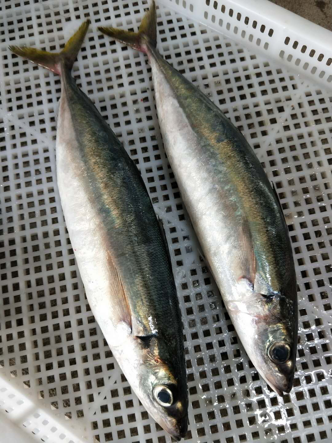 金筒大巴浪鱼.福建省内满200包邮,省外补运费差价.