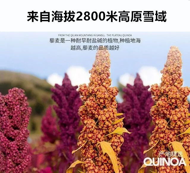 来自雪域高原的祝福——青藏藜麦 主食中的贵族,素食之王,还是高颜值