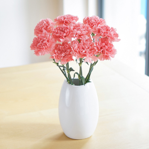 "粉钻"丨单头康乃馨