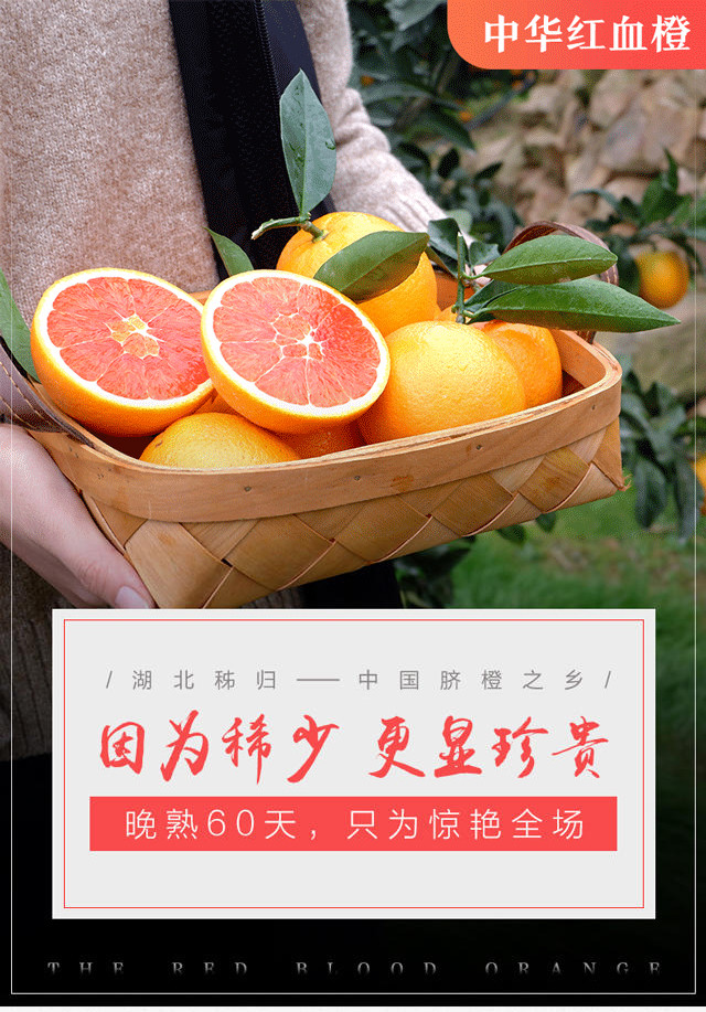 秭归脐橙中华红血橙 果园直供不打蜡不上色 现摘现发 5斤装包邮 【买