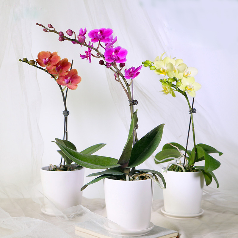 单株蝴蝶兰花卉绿植盆栽-送女朋友妈妈老师长辈朋友生日节日祝福新店
