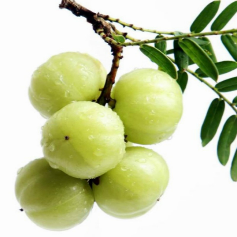 水果/新鲜水果/油柑/甜油甘/高山种植甜油甘/揭阳特产/500g/包邮