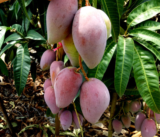未成熟的芒果可以整树采摘,简单高效,而树上自然熟的芒果采摘,必须有