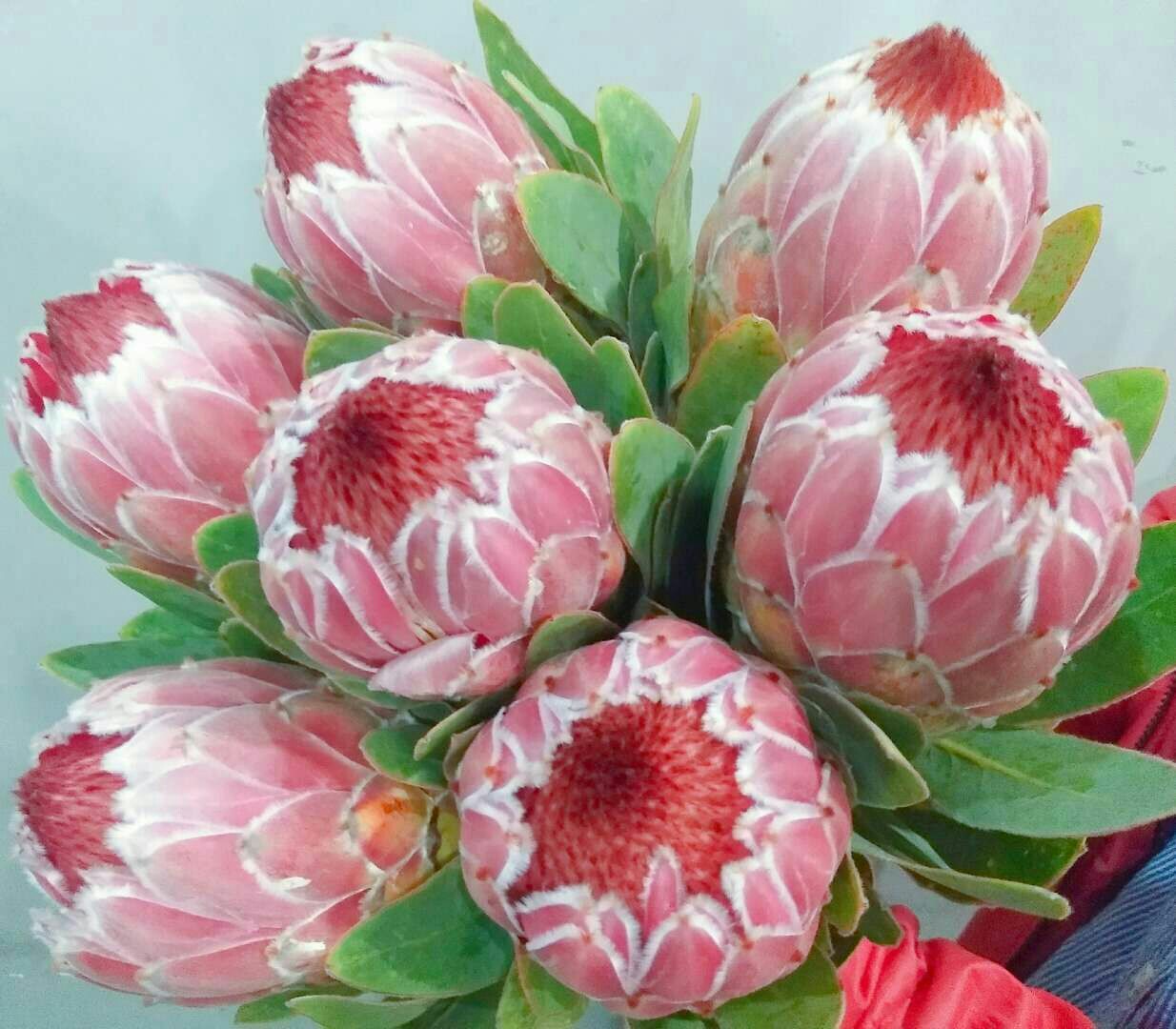 七夕爆款主打花南非公主"粉冰",瓶插期超长待机,花色好,枝条长,体验装