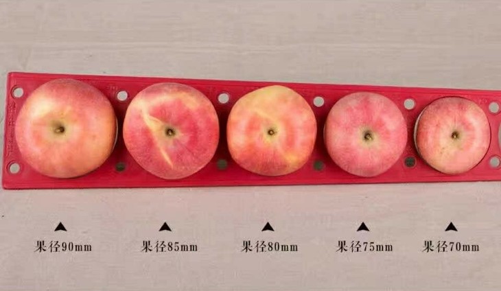 规格说明 立君红富士按果径大小分级
