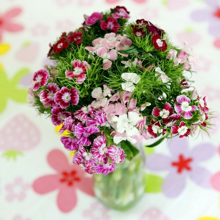 彩色石竹梅,10元一份数量有限秒完为止6-7号到店领取过期作废不给保留