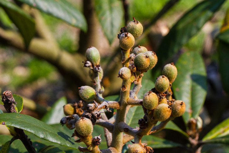 象山特有白枇杷花蜜 枇杷花与蜂蜜的强强组合 润肺止咳消炎化痰