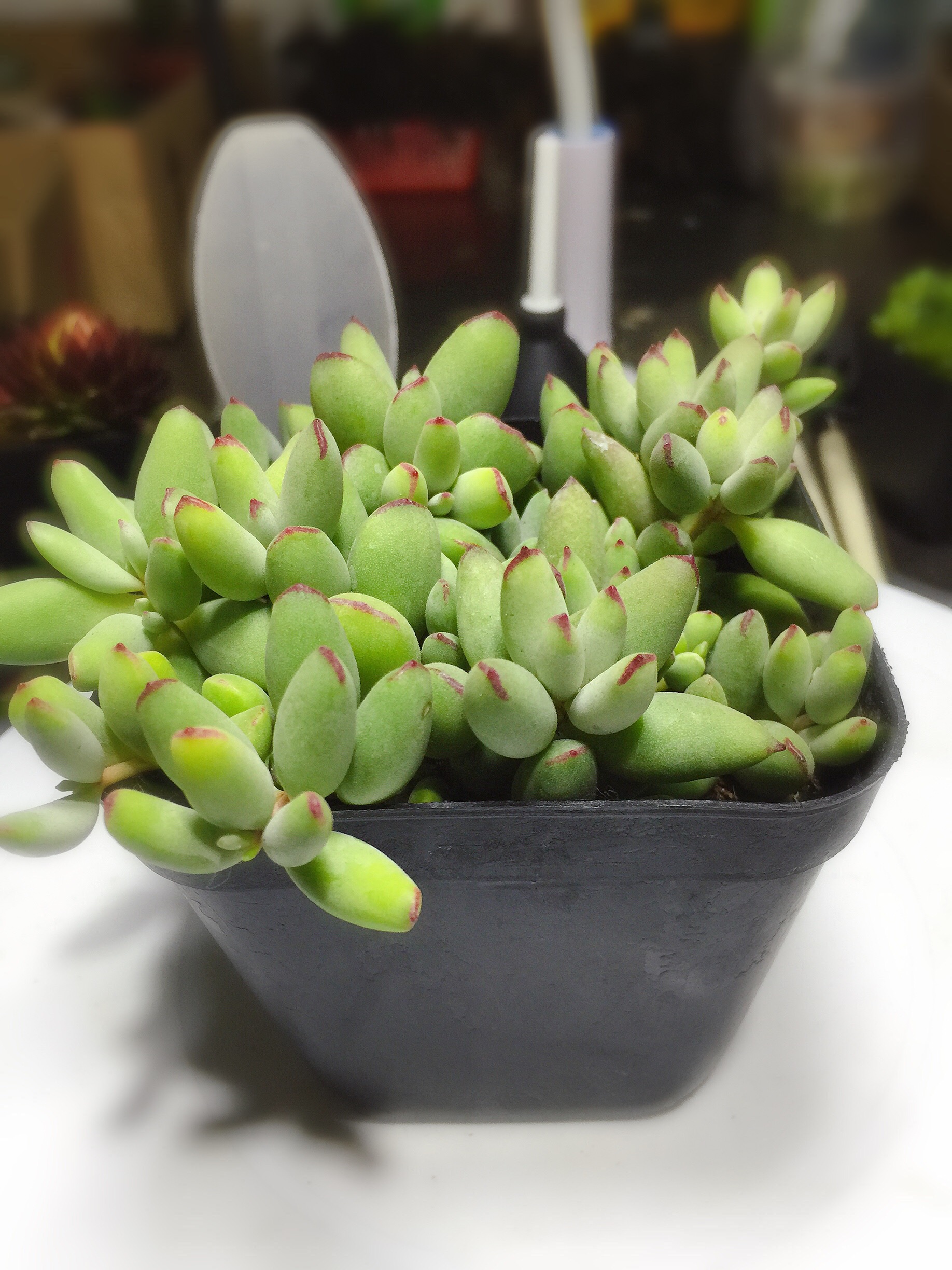 精灵豆