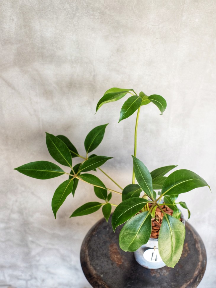 日本大叶伞(全国包邮) - 花治mizu植物美学实验室