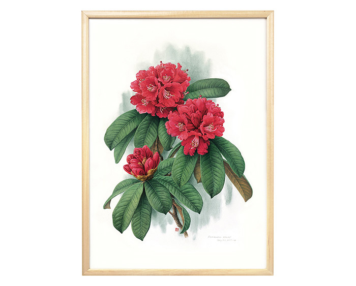 曾孝濂《花叶》植物艺术画 已装画框 可直接上墙 办公居家装饰