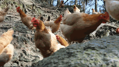 楠溪一哥 | 本地鸡鸡蛋 无激素纯绿色天然虫草本地鸡蛋