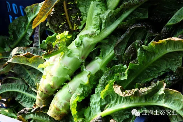 无公害 莴苣 5元/根(青红随机)