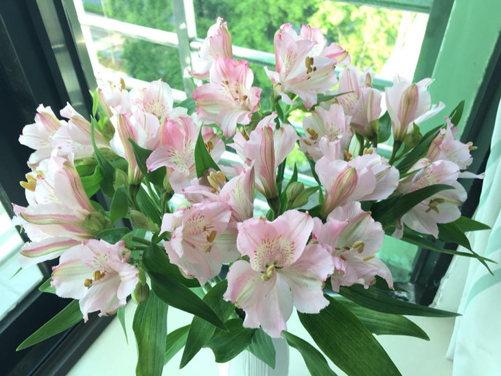 四月特卖||肯尼亚进口六出花,水仙百合