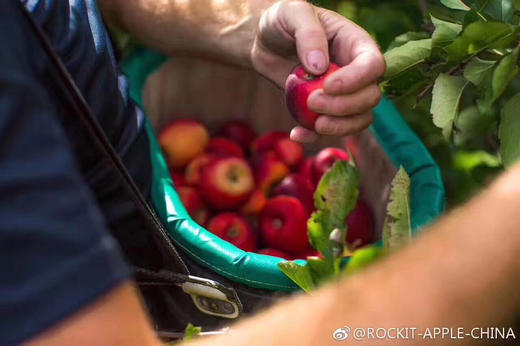 新西兰Rockit樱桃小苹果🍎——外形迷你，脆甜可口 商品图9