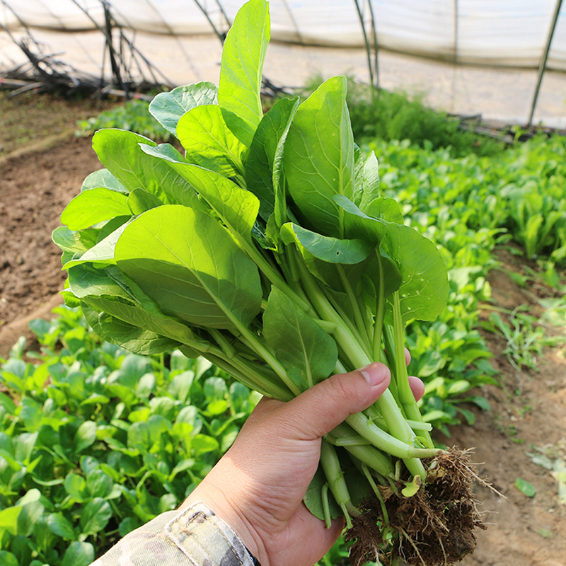 密农人家 新鲜菜心 菜苔 鲜嫩 新鲜蔬菜 农家种植 300g