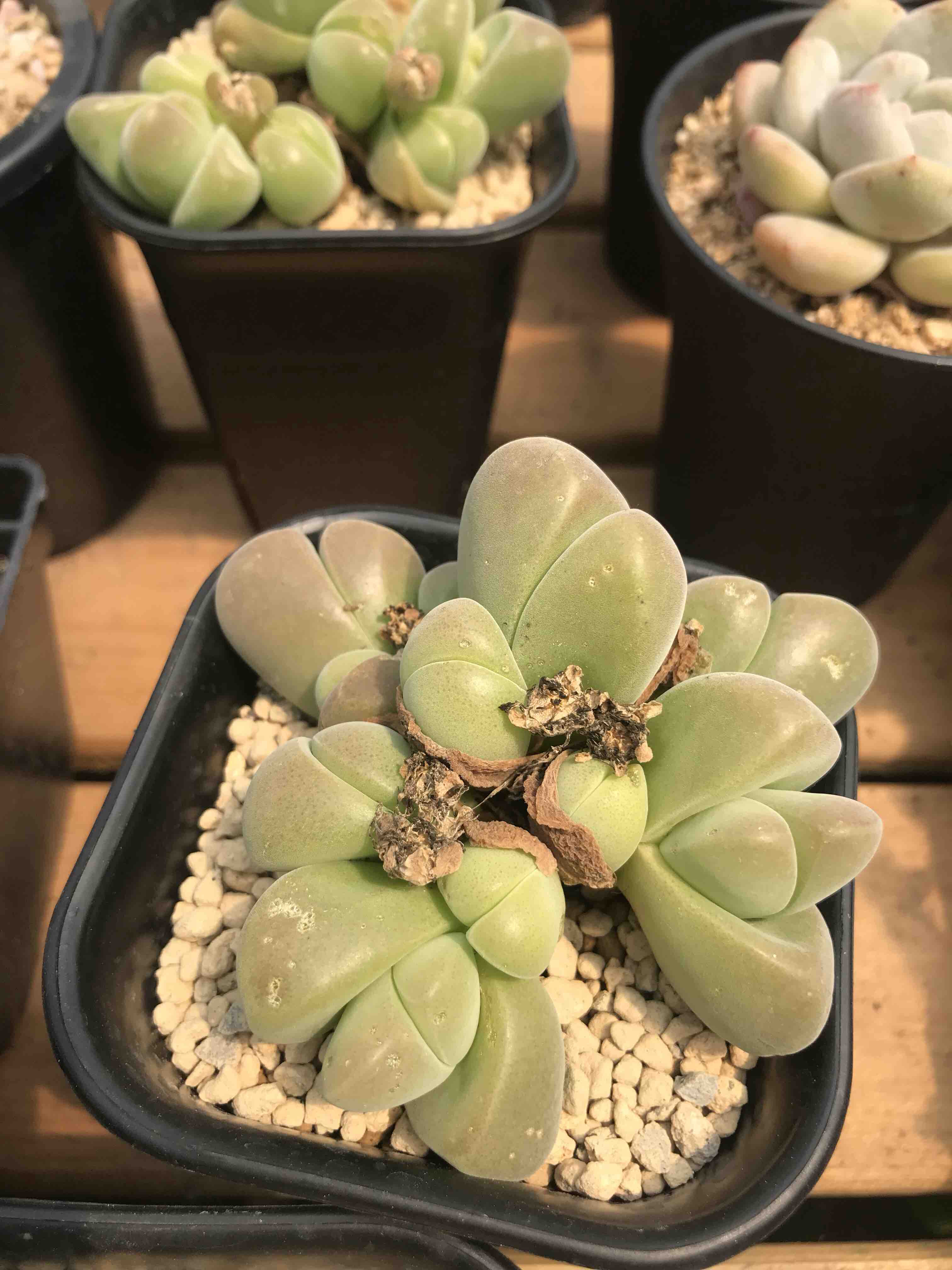 00会员价无比玉群九公分左右