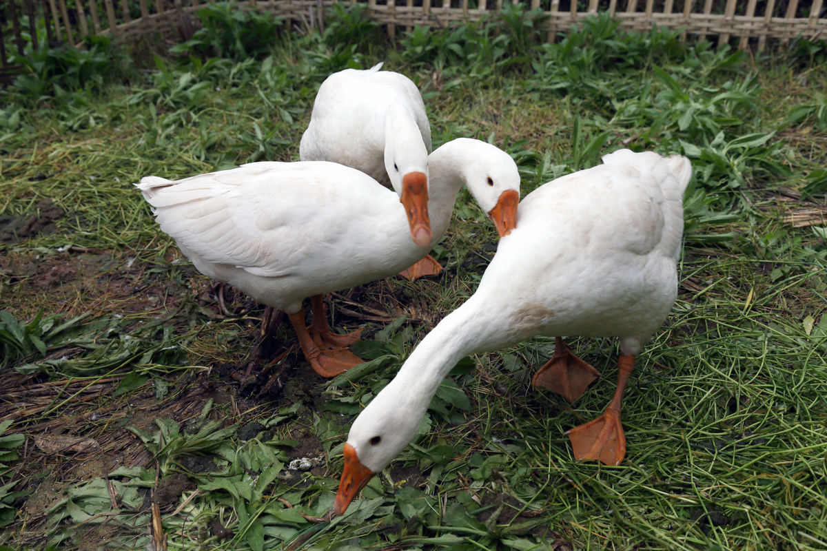 沐丰园散养土鹅