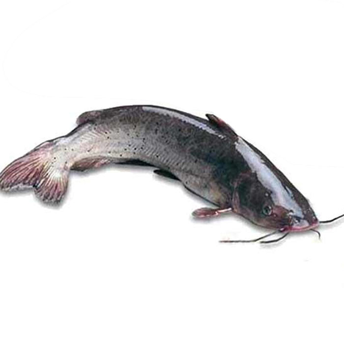 q鮰鱼 3.5斤以上