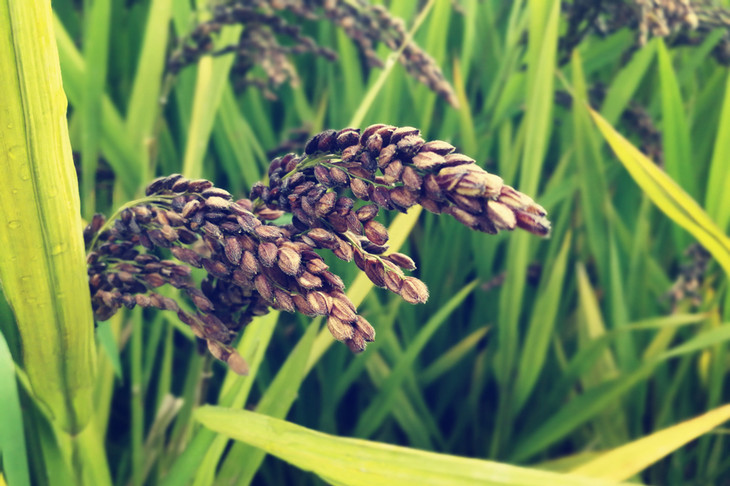 无公害 紫糯香米(3斤/份)