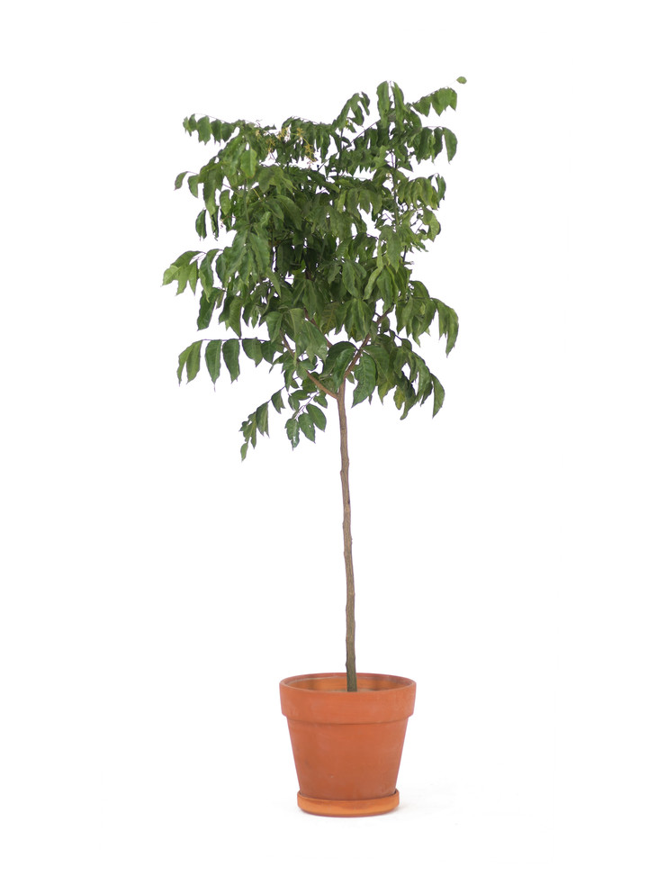 伽罗定制 黄皮树