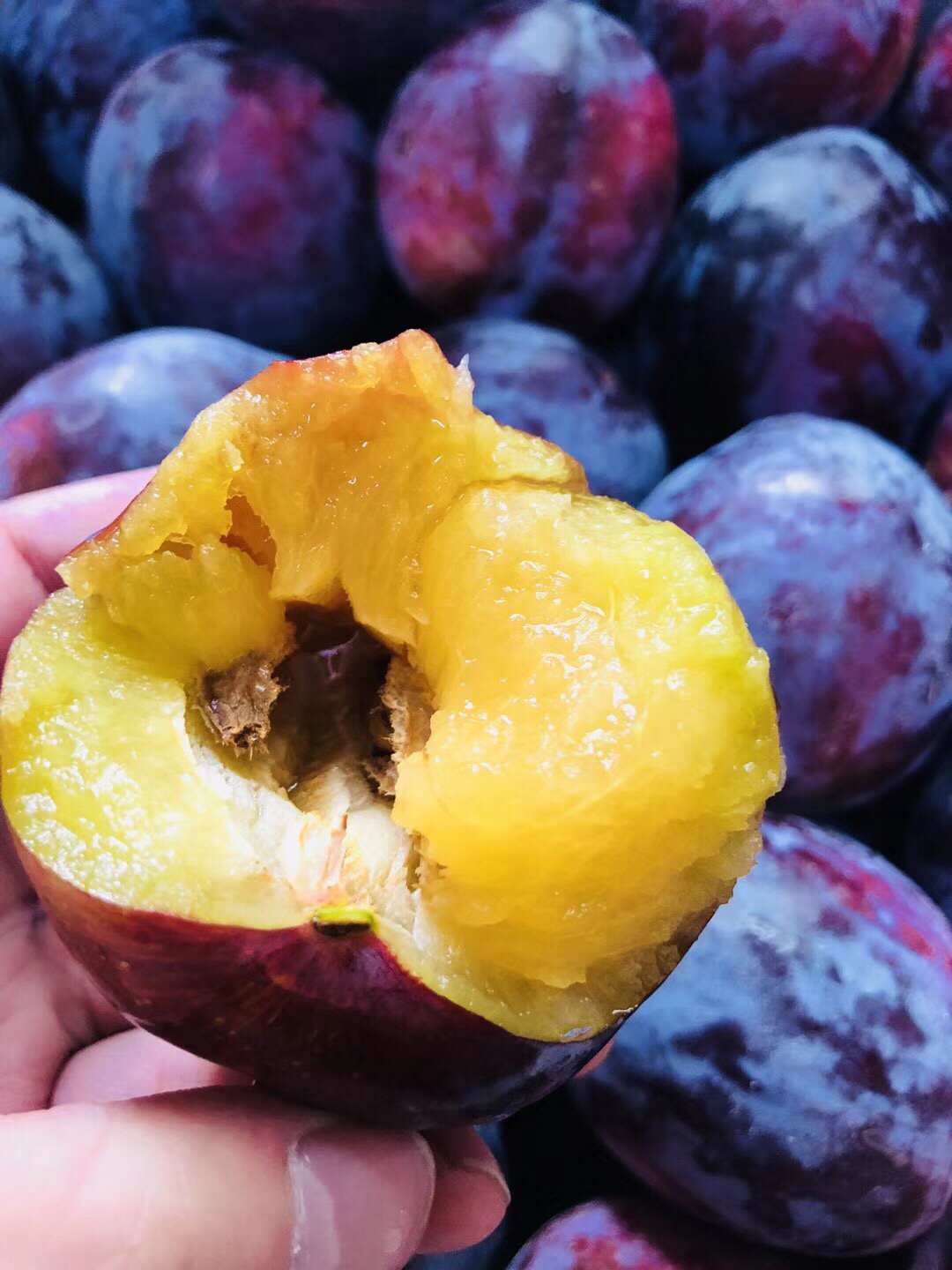 【澳洲恐龙蛋】巨无霸,个头超大!口感纯甜,目前最好吃的李子