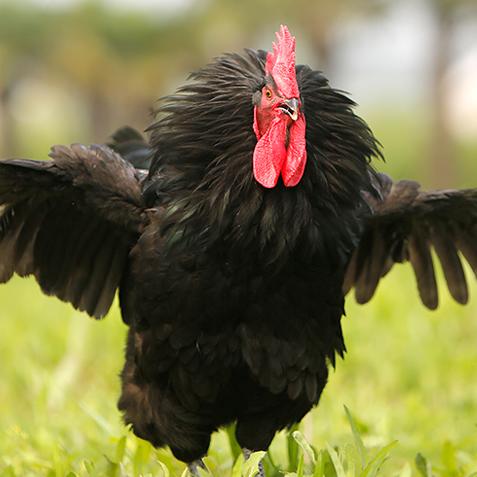 顺丰包邮正宗狼山黑母鸡3斤以上杀白冷冻