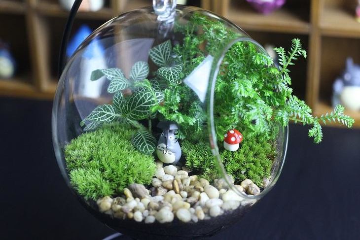 植物小达人丨探索苔藓植物,制作苔藓标本,苔藓微景观