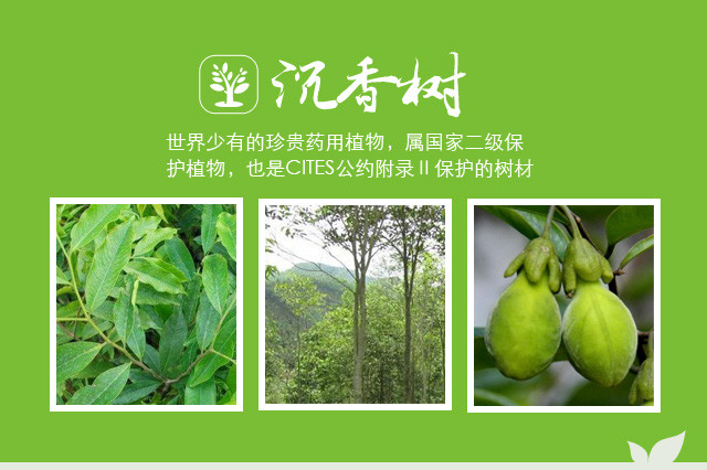 有机沉香果
