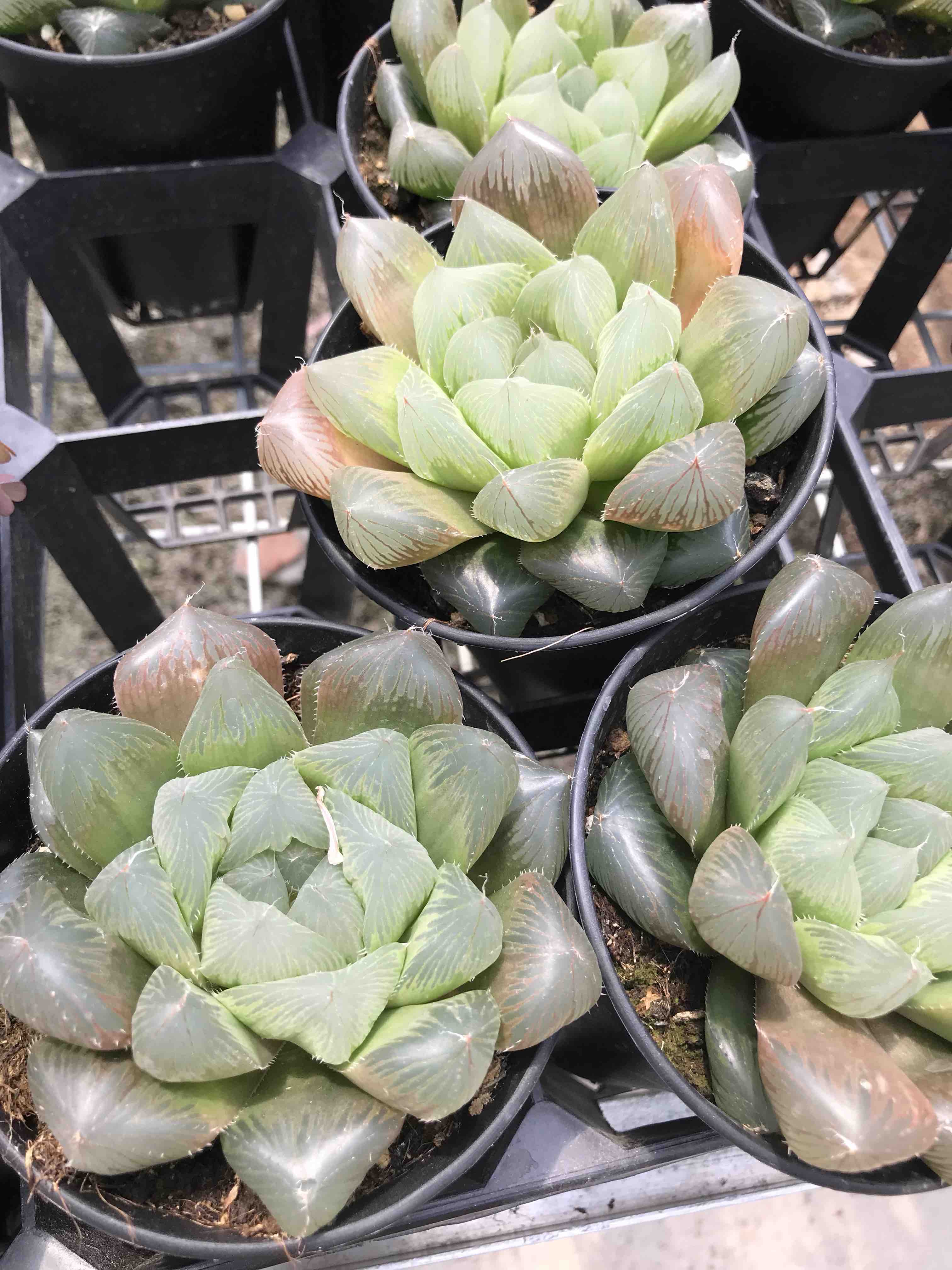 00会员价魔王玉露九公分左右